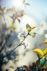 Spring blossom tree soft focus 