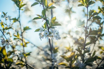 Spring blossom tree soft focus 