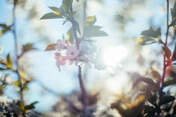 Spring blossom tree soft focus 