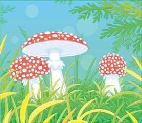 Three poisonous fly agarics with bright red caps and white spots hiding among thick grass on a pretty glade in a wild forest, vector cartoon illustration