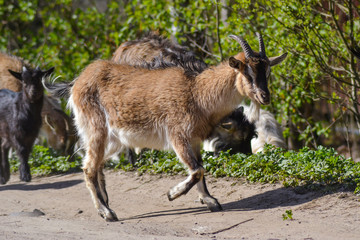 goat on the farm