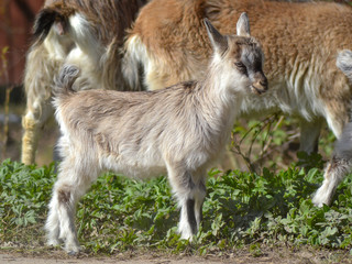 baby goat on the meadow