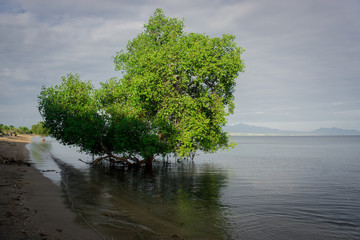 mangrove tree by the sea in Sumbawa, Indonesia