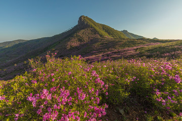 Fototapeta na wymiar Morning scenery in the mountains where azaleas bloom beautifully
