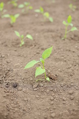 A young sprout of crops grows on the ground.  Seedlings on the field, farm, cottage.