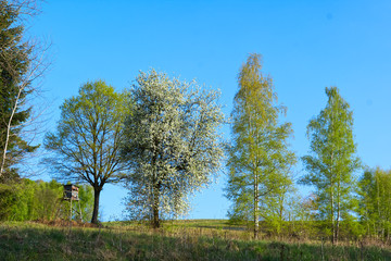 Wiosenna sceneria pól i łąk z kwitnącą dziko rosnącą  Gruszą pospolitą  (Pyrus communis L.) w roli głównej - obrazy, fototapety, plakaty