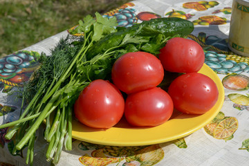 fresh tomatoes and herbs