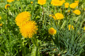 City, Cesis, Latvia. Dandelions meadow and yellow flowers with grass.