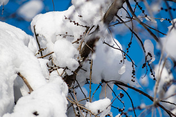 Branches of bushes and trees in winter appearance, without leaves, bare and under a fluffy snow cover and passing through the rays of the sun. Frosty fresh morning in nature