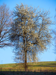 Wiosenna sceneria pól i łąk z kwitnącą dziko rosnącą  Gruszą pospolitą  (Pyrus communis L.) w roli głównej - obrazy, fototapety, plakaty