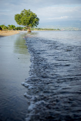 mangrove tree by the sea in Sumbawa, Indonesia