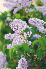 Closeup of a beautiful flowering branch of lilac.