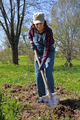 Digging spring soil with a shovel to prepare it for a new planting season.