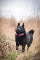 Young female of schipperke is sitting in reed. She has so nice face. She is so patient model.