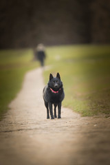 puppy of schipperke is running on road. She is so happy and crazy dog. She loves moving.
