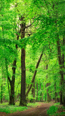 Forest path in a beautiful green forest in late spring
