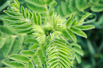 Astragalus close-up. Also called milk vetch, goat's-thorn or vine-like. Spring green background. Wild plant. Botany