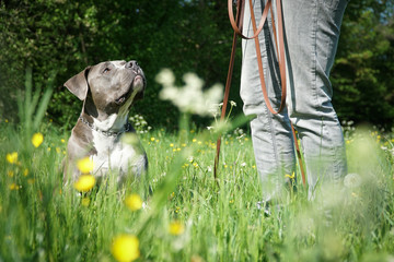 Hundetraining mit einem Staffordshire Bullterrier