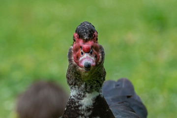 Greylag goose eating in a field on the edge of a lake, with very colorful faces in the foreground looking towards the camera