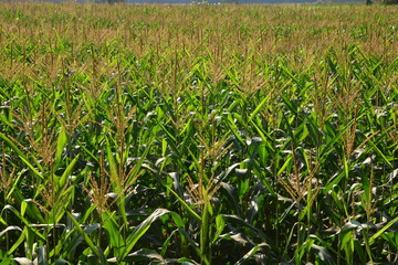 Corn trees farm green field