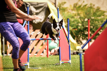 Dog border collie is jumping over the hurdles. Amazing day on czech agility competition.