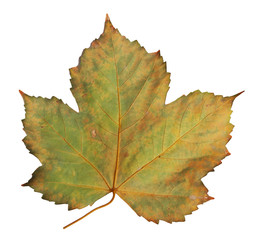 Autumn maple branch with leaves  isolated on  background