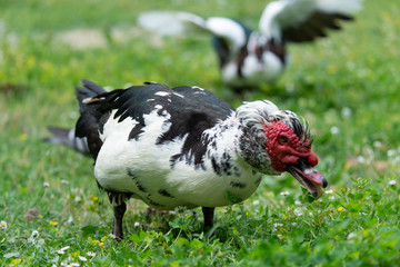 Greylag goose eating in a field on the edge of a lake, with very colorful faces in the foreground looking towards the camera