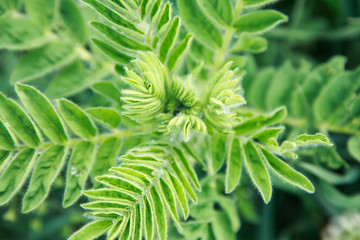 Lush green grass. Spring background. Drops of dew on the leaves. Copy space. Fresh bright texture.