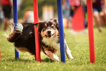 Tricolor border collie in agility slalom on Ratenice competition. Amazing day on czech agility...