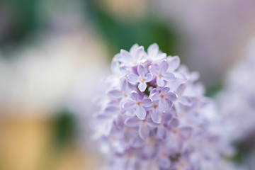 Closeup of a beautiful flowering branch of lilac.