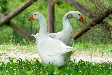 Greylag goose eating in a field on the edge of a lake, with very colorful faces in the foreground looking towards the camera