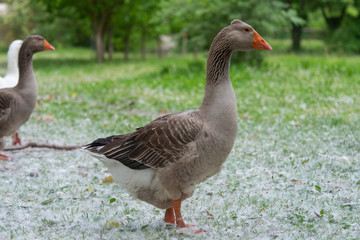 Greylag goose eating in a field on the edge of a lake, with very colorful faces in the foreground looking towards the camera