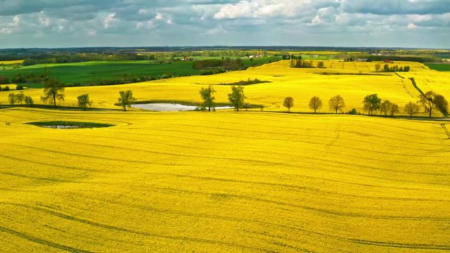 Flying above stunning yellow rape fields in spring, Poland