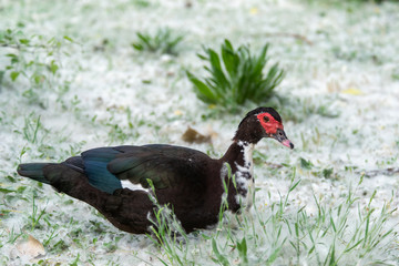 Greylag goose eating in a field on the edge of a lake, with very colorful faces in the foreground looking towards the camera