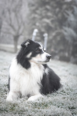 Adult border collie is lying in frozen grass. He has so funny face
