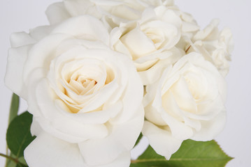 
Bouquet of white roses