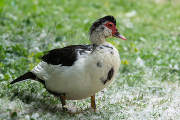 Greylag goose eating in a field on the edge of a lake, with very colorful faces in the foreground looking towards the camera