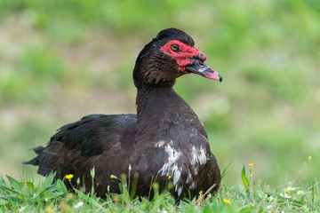 Greylag goose eating in a field on the edge of a lake, with very colorful faces in the foreground looking towards the camera