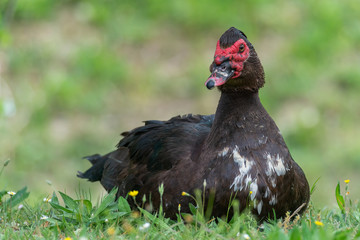Greylag goose eating in a field on the edge of a lake, with very colorful faces in the foreground looking towards the camera