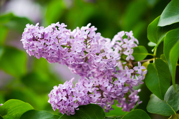 Obraz na płótnie Canvas Closeup of a beautiful flowering branch of lilac.