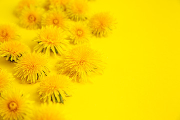 Banner of yellow dandelions on a yellow background with space for text.
