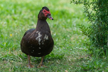 Greylag goose eating in a field on the edge of a lake, with very colorful faces in the foreground looking towards the camera