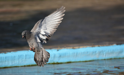 pigeon in flight