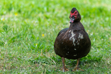 Greylag goose eating in a field on the edge of a lake, with very colorful faces in the foreground looking towards the camera