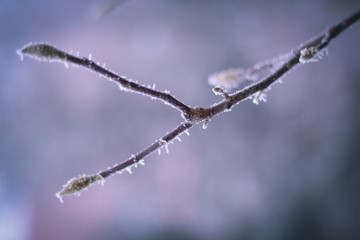 Frozen branches in winter time. This frost make so nice creature.