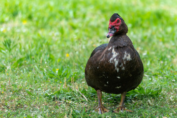 Greylag goose eating in a field on the edge of a lake, with very colorful faces in the foreground looking towards the camera