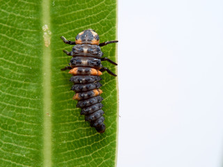 Seven-spotted ladybug larva on an oleander leaf, coccinella septempunctata.