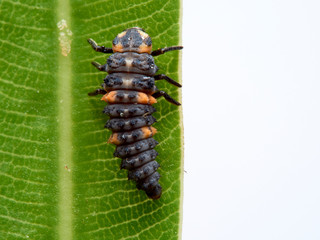 Seven-spotted ladybug larva on an oleander leaf, coccinella septempunctata.
