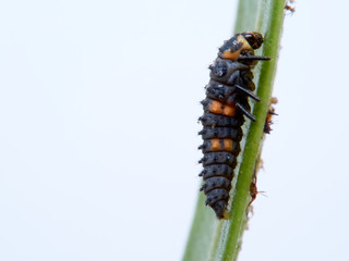 Seven-spotted ladybug larva on an oleander leaf, coccinella septempunctata.