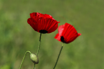 Poppy flower ; Papaver rhoeas , Papaveraceae
